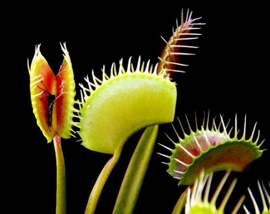 plante carnivore , Dionaea , "Spider"